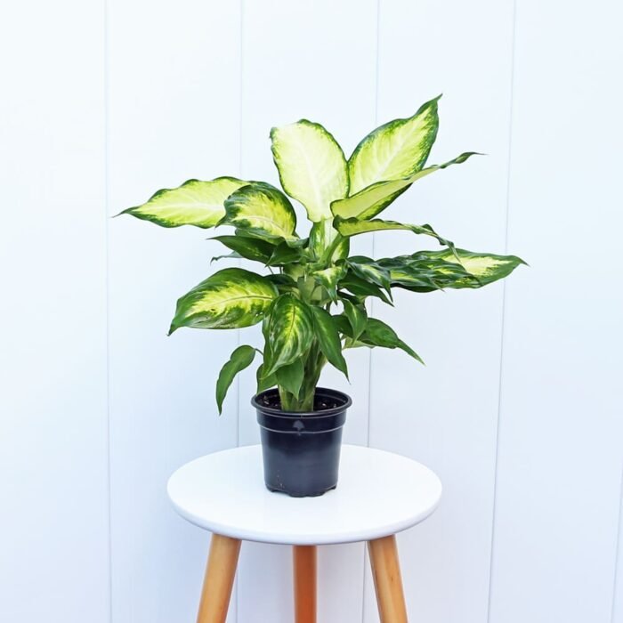 Dieffenbachia