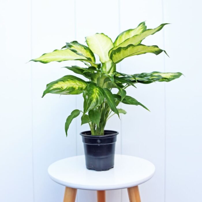 Dieffenbachia