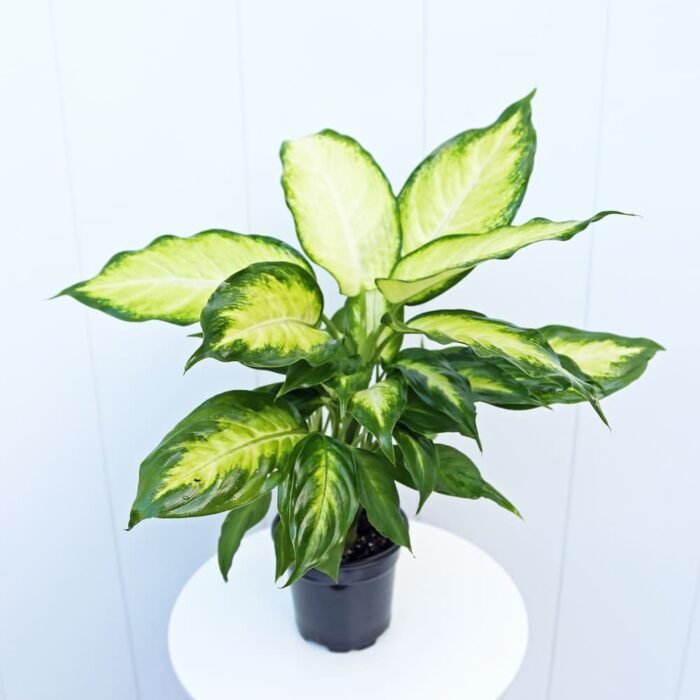 Dieffenbachia