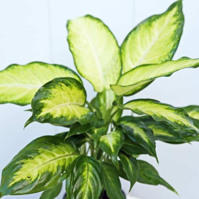 Dieffenbachia