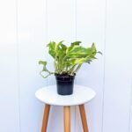 Golden Pothos