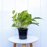 Golden Pothos