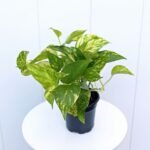 Golden Pothos