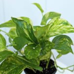 Golden Pothos