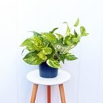 Golden Pothos