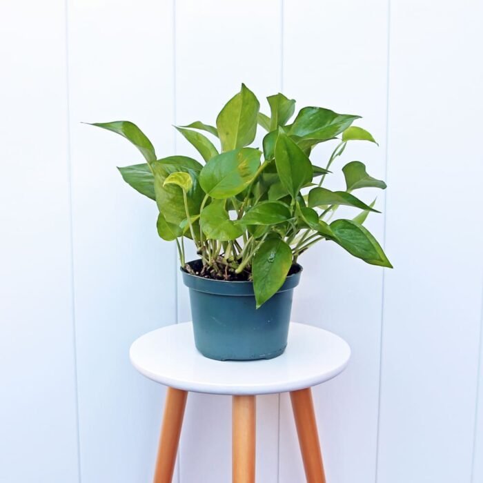 Pearls and Jade Pothos
