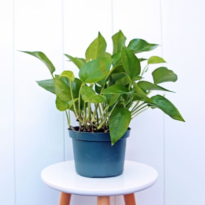 Pearls and Jade Pothos