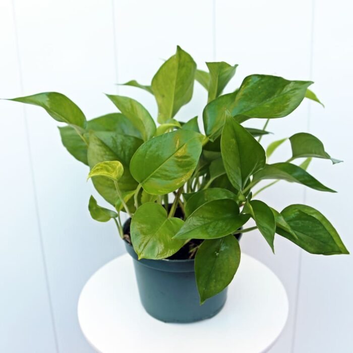 Pearls and Jade Pothos
