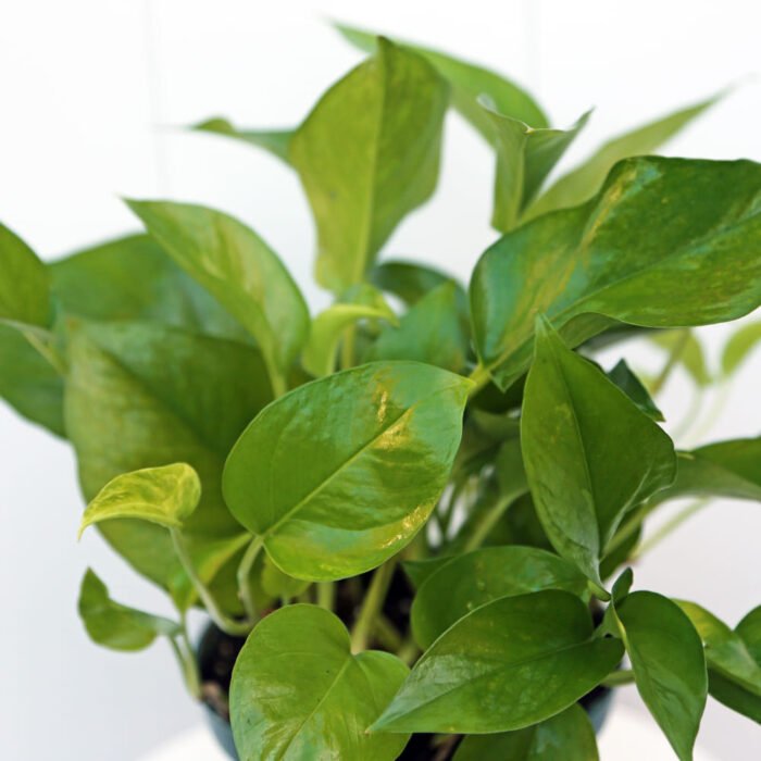 Pearls and Jade Pothos