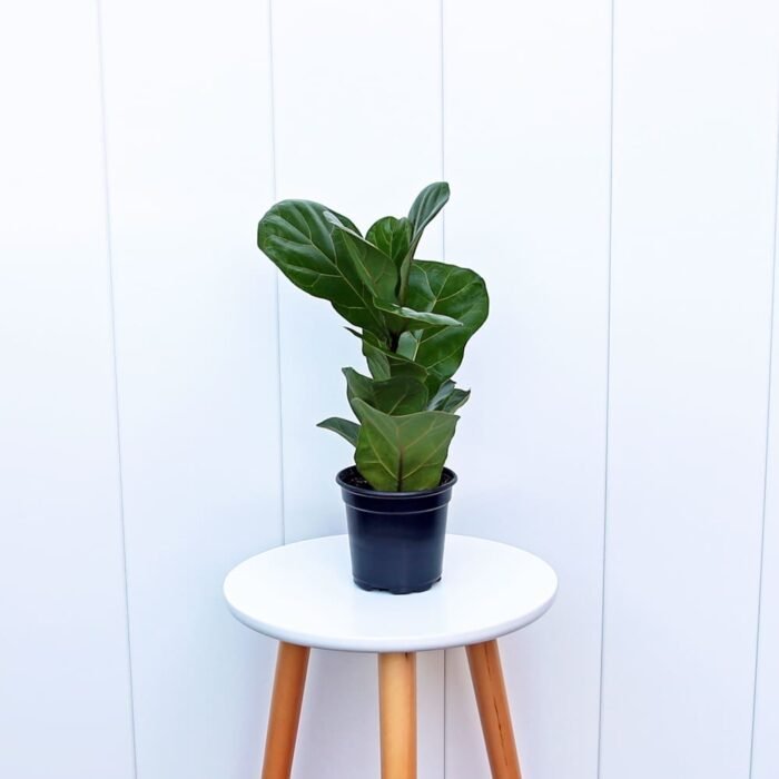 Ficus Lyrata
