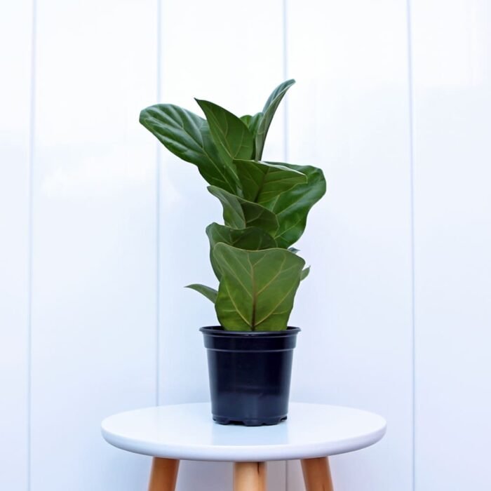 Ficus Lyrata