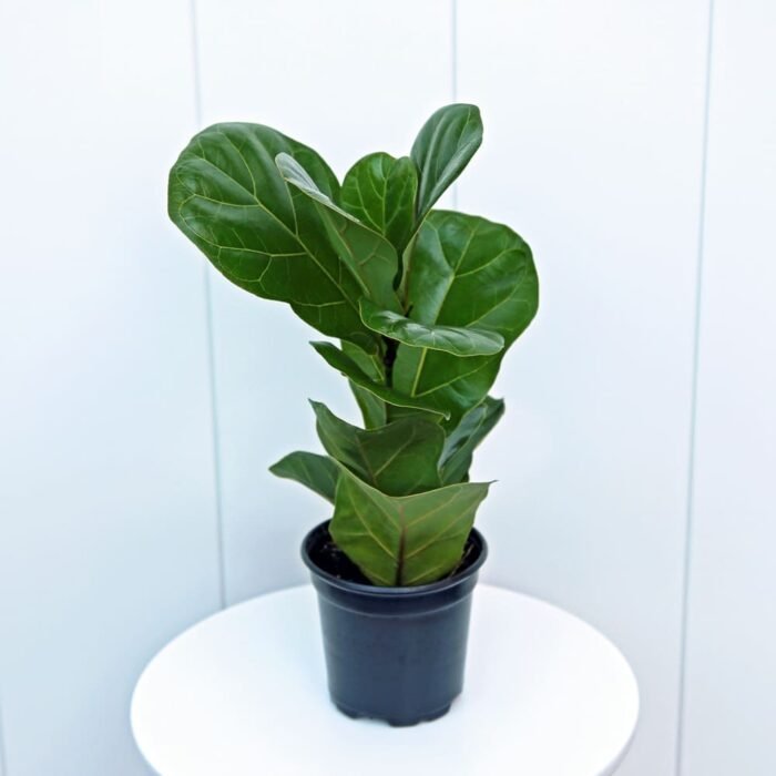 Ficus Lyrata