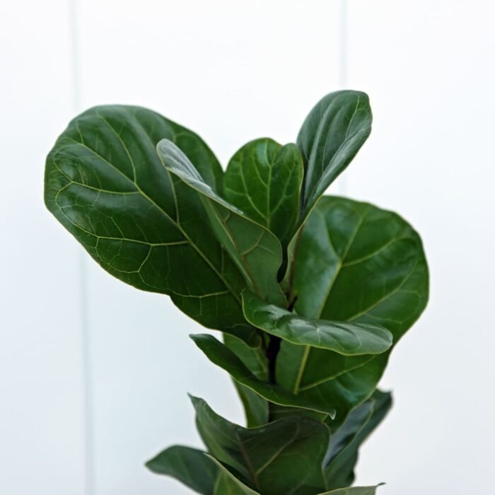 Ficus Lyrata