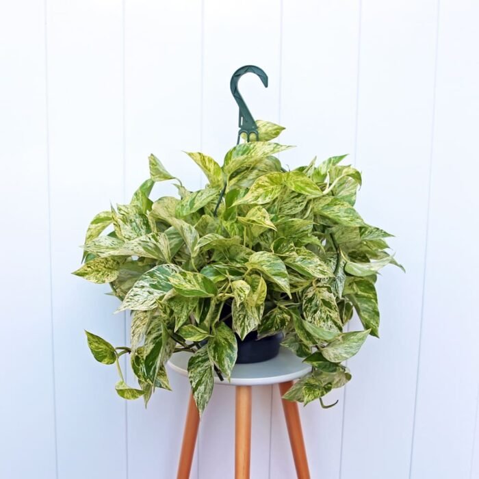 Marble Queen Pothos