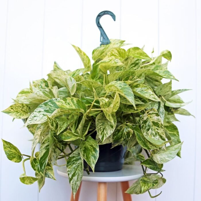 Marble Queen Pothos