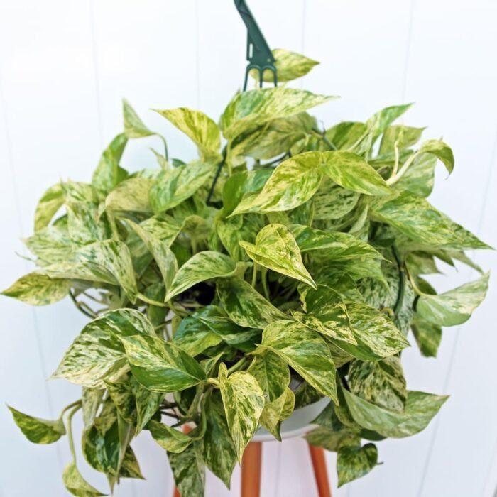 Marble Queen Pothos