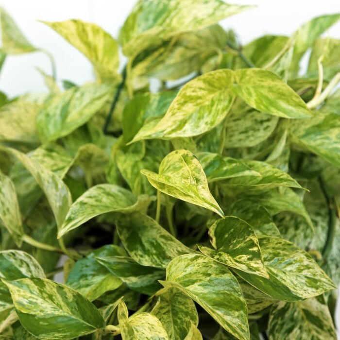 Marble Queen Pothos