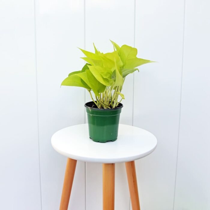 Neon Pothos