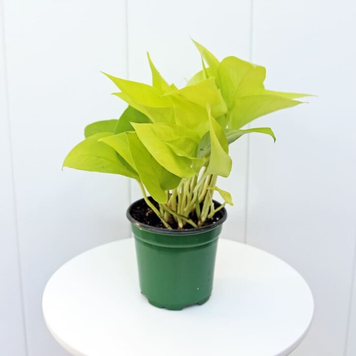 Neon Pothos