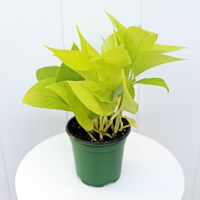 Neon Pothos