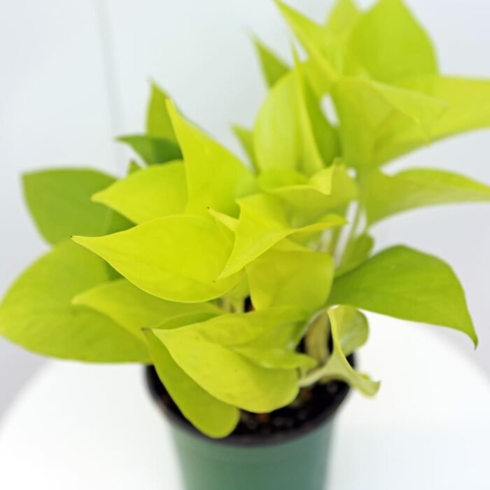 Neon Pothos