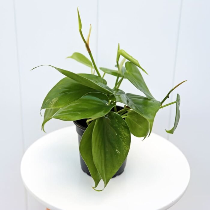 Heartleaf Philodendron