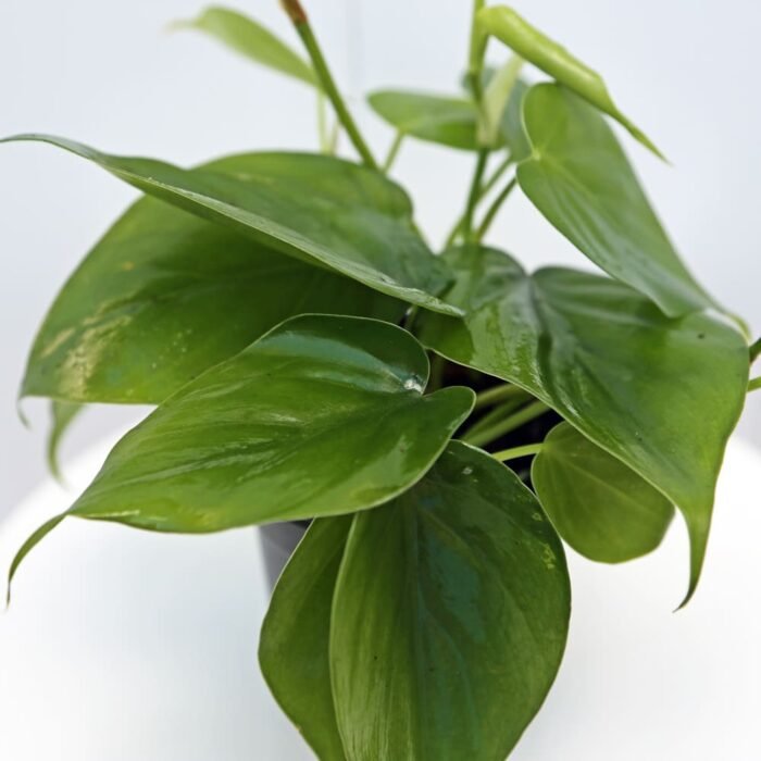 Heartleaf Philodendron