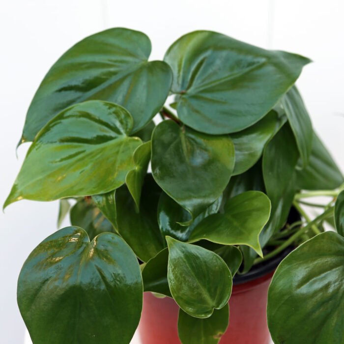 Heartleaf Philodendron