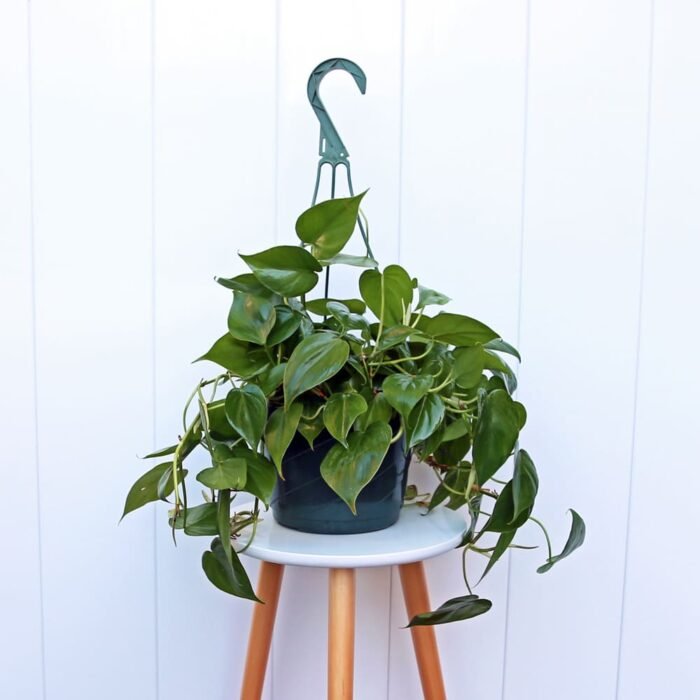 Heartleaf Philodendron