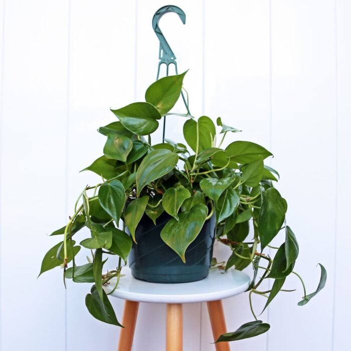 Heartleaf Philodendron