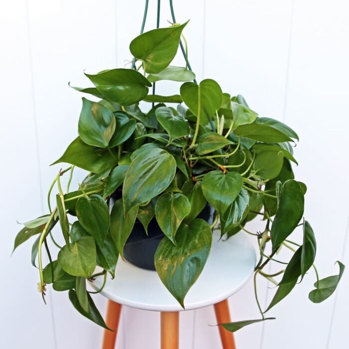 Heartleaf Philodendron