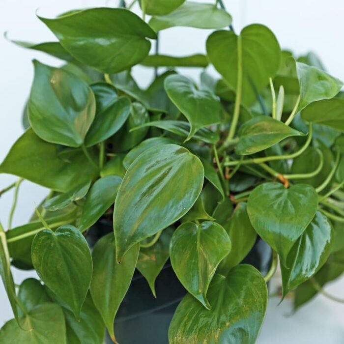 Heartleaf Philodendron