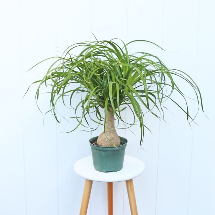 Ponytail Palm