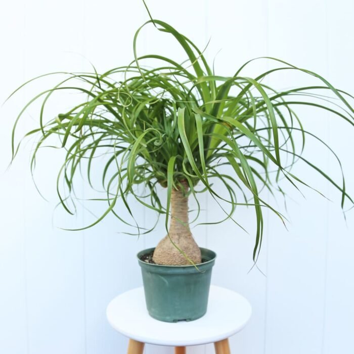 Ponytail Palm