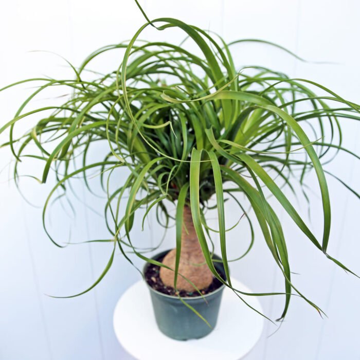 Ponytail Palm