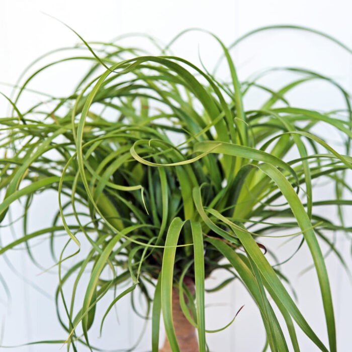 Ponytail Palm