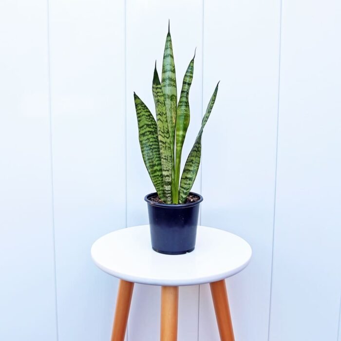 Sansevieria Robusta