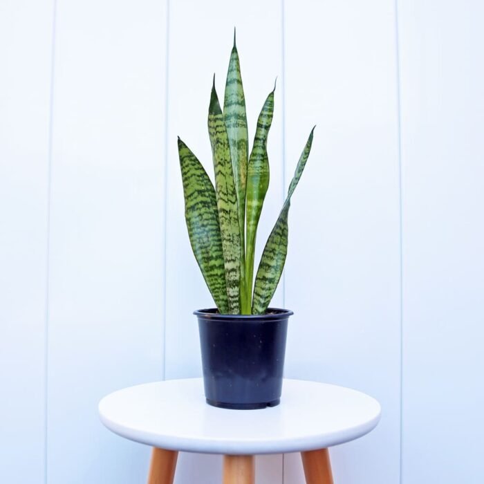Sansevieria Robusta