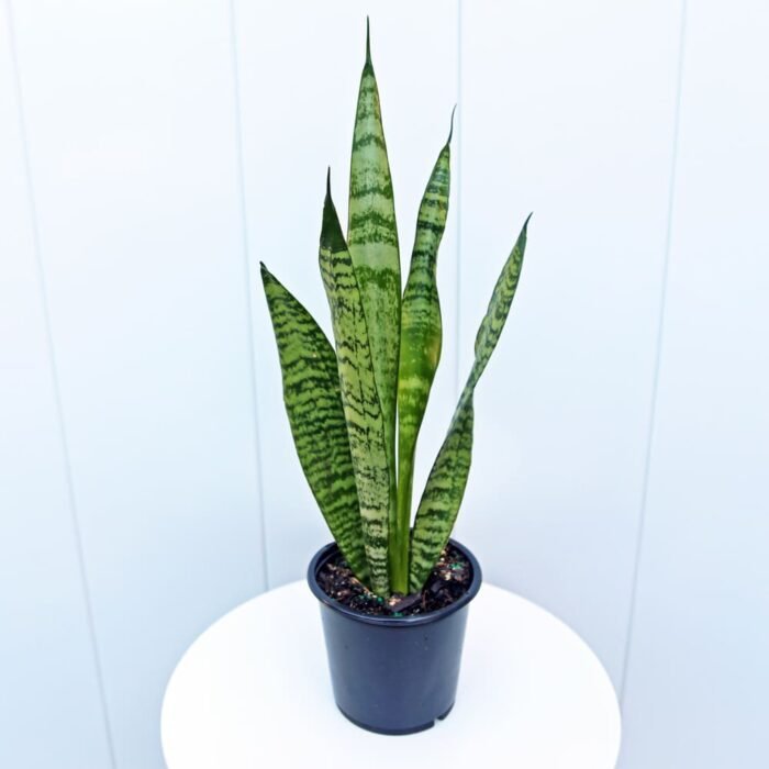 Sansevieria Robusta
