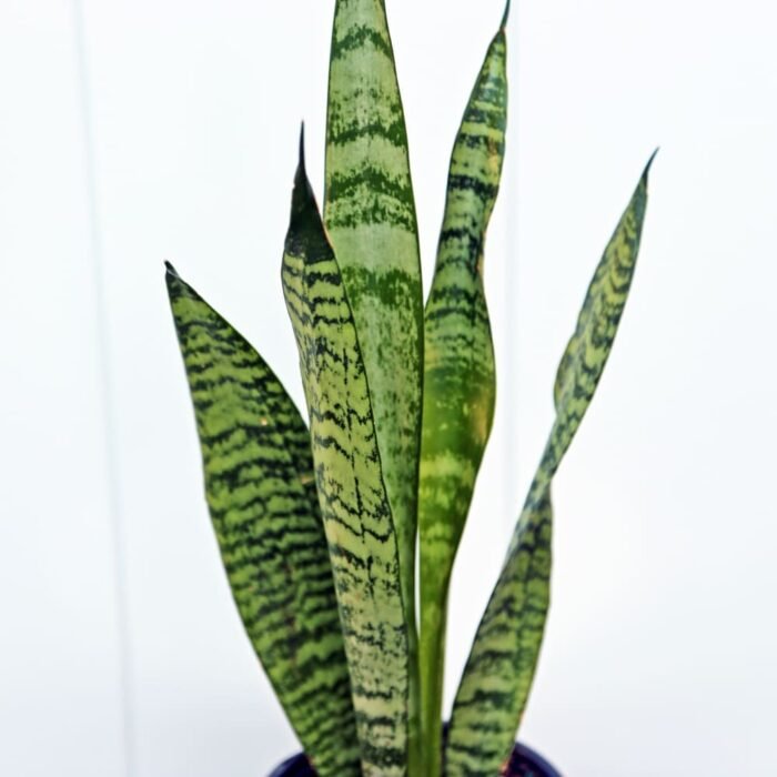 Sansevieria Robusta