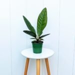 Anthurium Superbum