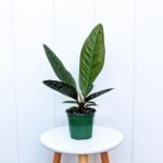 Anthurium Superbum