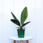 Anthurium Superbum