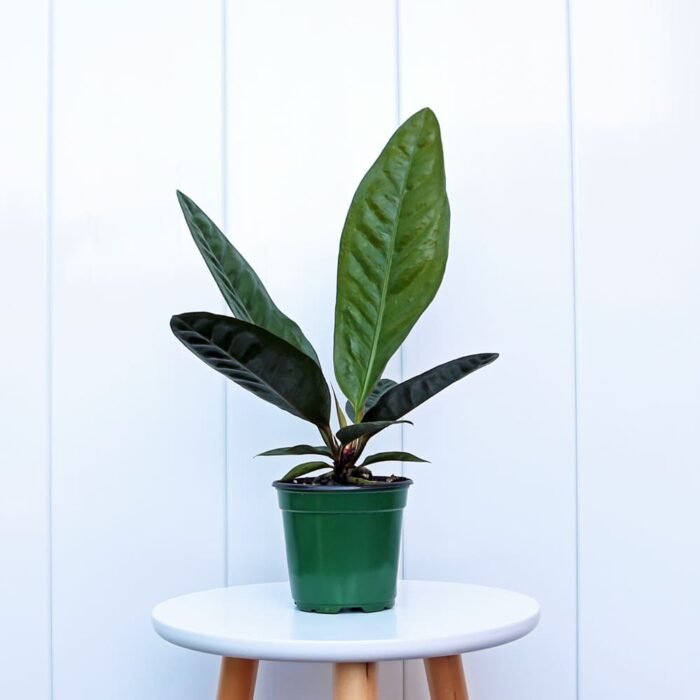 Anthurium Superbum