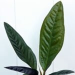 Anthurium Superbum