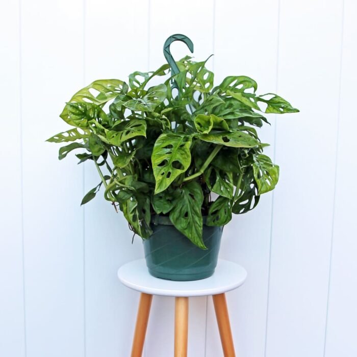 Swiss Cheese Monstera Adansonii