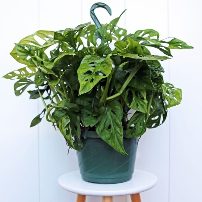 Swiss Cheese Monstera Adansonii