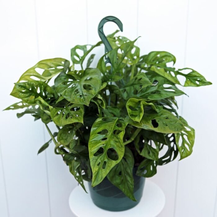 Swiss Cheese Monstera Adansonii