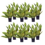 gold dust croton