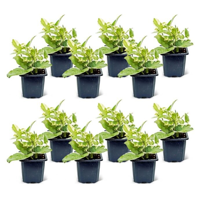 houseplants